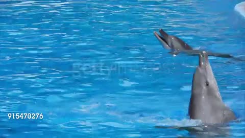 Dolphin dance for River,