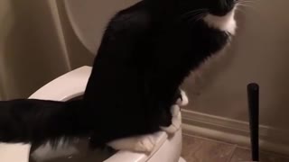 Cat using the restroom