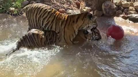 Its baby tiger play time