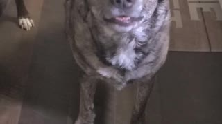 Demanding dog verbally speaking to her mom