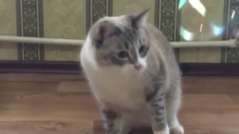 Siberian cat catch soap bubbles #shorts #viral #trending