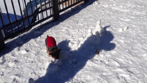 The Funny & cute Puppy destroying Mini Snowmen