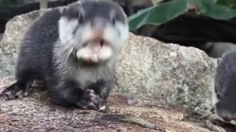 Otters compilation from TikTok