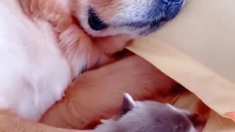Golden Dog Adores His Best Friend's Cute Puppies
