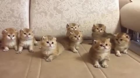 CUTE ANIMALAS -CUTEST LITTLE KITTENS