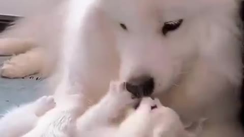 Little cat_with dog funny video