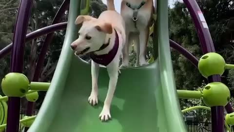 Cute Dogs - Funny Moment