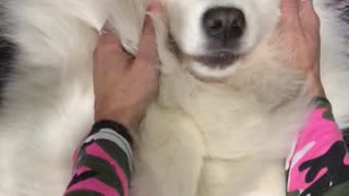 Gorgeous cuddly Samoyed baby