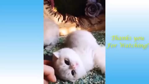 The Life of a Funny and Cute Cat Owners 😺 and cats are the finest of friends videos