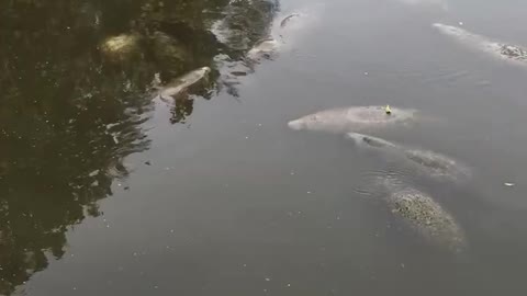 St. George’s Canal manatees