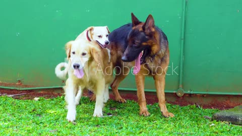 Three dog species different mating together at yard
