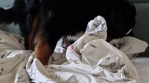 Huge Bernese Mountain Dog getting comfy in the bed