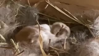 10 day old Baby Rabbits (Kits) still in the nest
