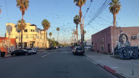 Black Crows swarm on New Years Day