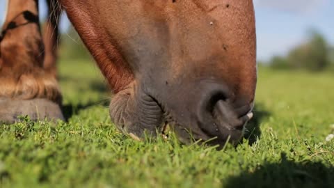 Horse grazing eating green grass close up mouth lips teeth chewing