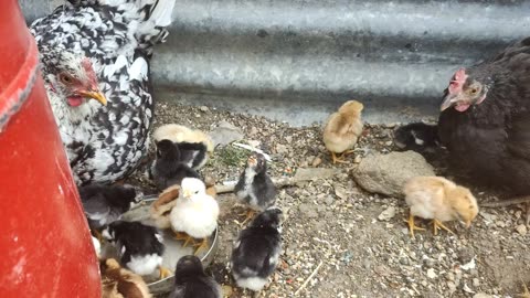 🐥 🐣 chicks cute ☺️ 🥰 chick 🐤 #chicks