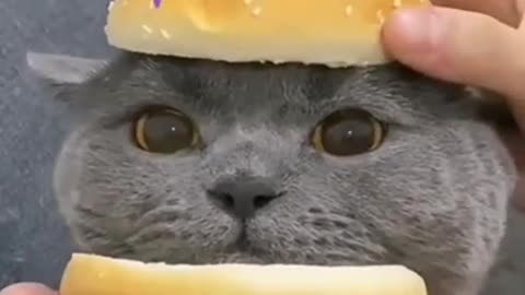 Cat Burger. You want a Cat Burger