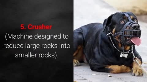 Top 10 strongest dogs name$