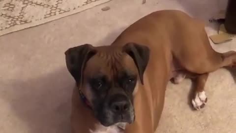 Boxers Break Into Christmas Gifts