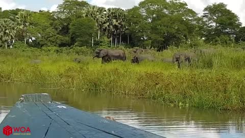 Amazing Elephant Save Baby Elephant From Crocodile