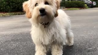 Small blonde slowmo dog licks lips in driveway