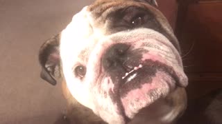 Overtired bulldog acts just like a toddler