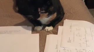 Orange black cat sits on bed and eats homework papers
