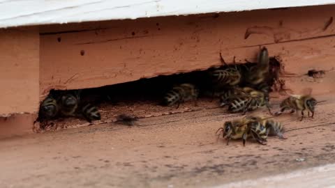 Worker bees near a beehive