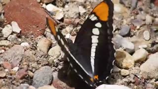 butterflies in nature beautiful