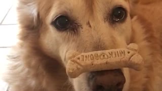 Dog doesnt eat bone treat when told to