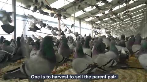 Millions of Pigeons Farming For Meat in China 🕊️ - Pigeon Meat Processing in Factory