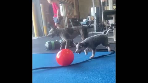 Cute Puppy gets fascinated watching himself in the mirror. 🐕🐕