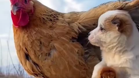 Cute dog &hen loves