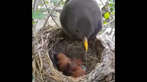 Wild birds feeding baby bird in the forest catch on camera