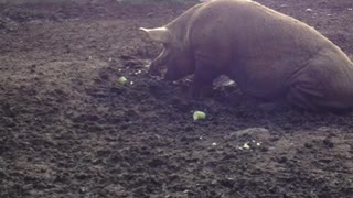 A pig,a zucchini