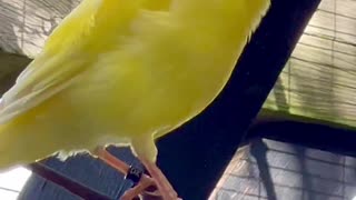 Canary bird singing #birds #bird Bird sounds and bird song