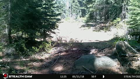3 Old Apples Trailcam - Funny