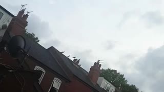 Seagulls on my roof waiting to eat my cats dinner🐦