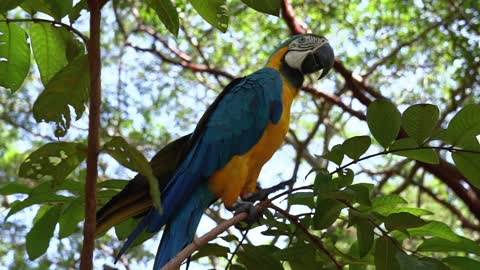 Macaw Canindé