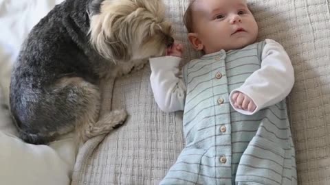 Cute doggie playing with little baby| cute dog with cute baby