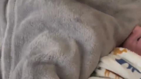 Loving husky gently tucks in newborn baby