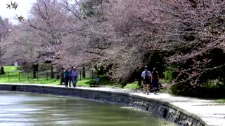 Washington's cherry blossoms near peak bloom
