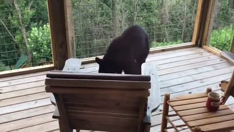 Hungry bear startles family by climbing onto Tennessee lodge balcony in search of food