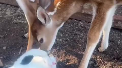 Two deer licked a resting cat - cute and funny animals