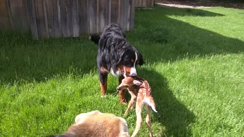 Baby deer rescue and release