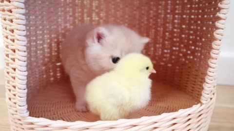 Baby cat with tiny chicken❤️❤️