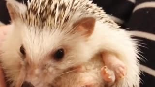 Lucy Hedgehog so cute and Adorable for Adoption in Christmas