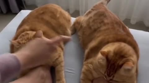 Cute cats video compilation 113