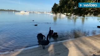 Black swans at swan river