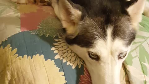 Husky knows her song by 1st word only